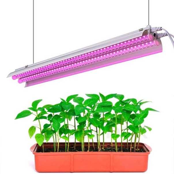 Ультрафиолетовая лампа для растений: выбираем уф-лампу для выращивания комнатных цветов. фитолампа домашнего использования – что это такое?