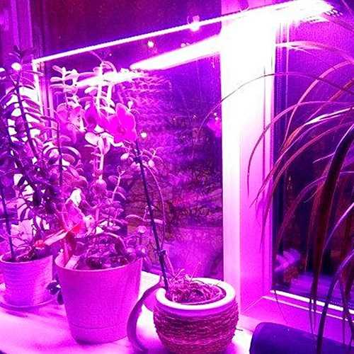Освещение для растений: виды ламп, отличия для разных растений