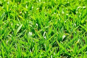 Как избавиться от сорняков на газоне: практическое руководство, которое работает