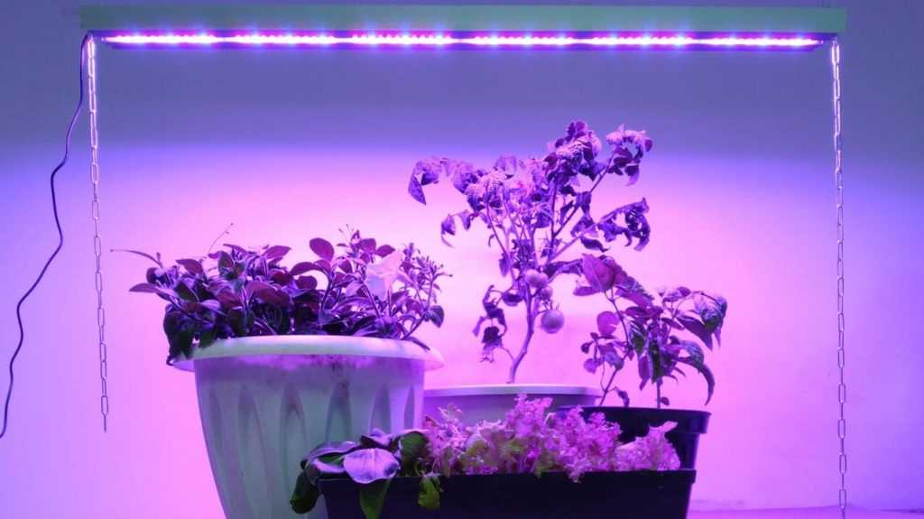 Лампы для растений (40 фото): как выбрать фитолампу для комнатных цветов? фитосветильники для выращивания орхидей в домашних условиях. отзывы владельцев