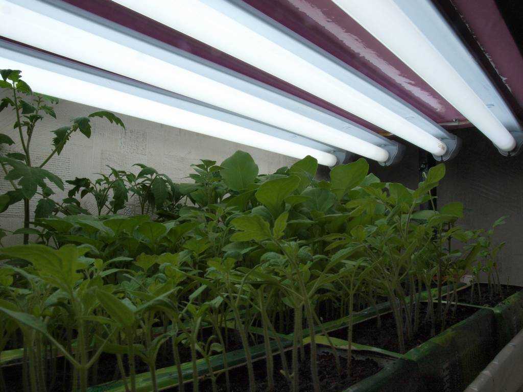 Лампы для подсветки и выращивания растений: какая лучше?