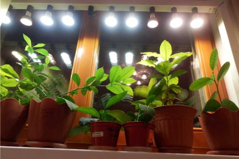 Сколько надо подсвечивать. Подсветка для комнатных цветов. Освещение для комнатных растений. Лампы для цветов комнатных. Искусственное освещение для комнатных растений.