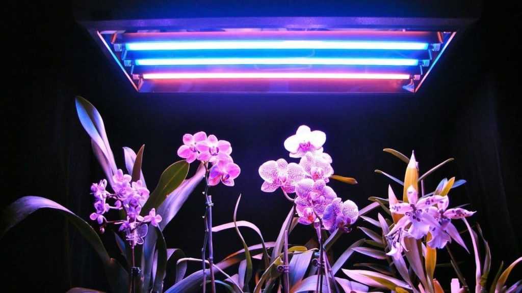 Люминесцентные лампы многие люди используют для роста растений Как выбрать фитолампы для цветов На какие параметры при выборе обращать внимание Как их правильно разместить В каких еще областях применимы люминесцентные лампы