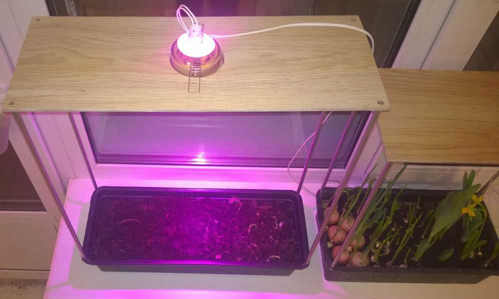 Применение, виды и характеристики ламп для комнатных растений