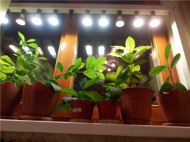 Фитолампы своими руками: как сделать светильники для растений из светодиодов? мастер-класс по изготовлению светодиодных ламп. особенности установки подсветки