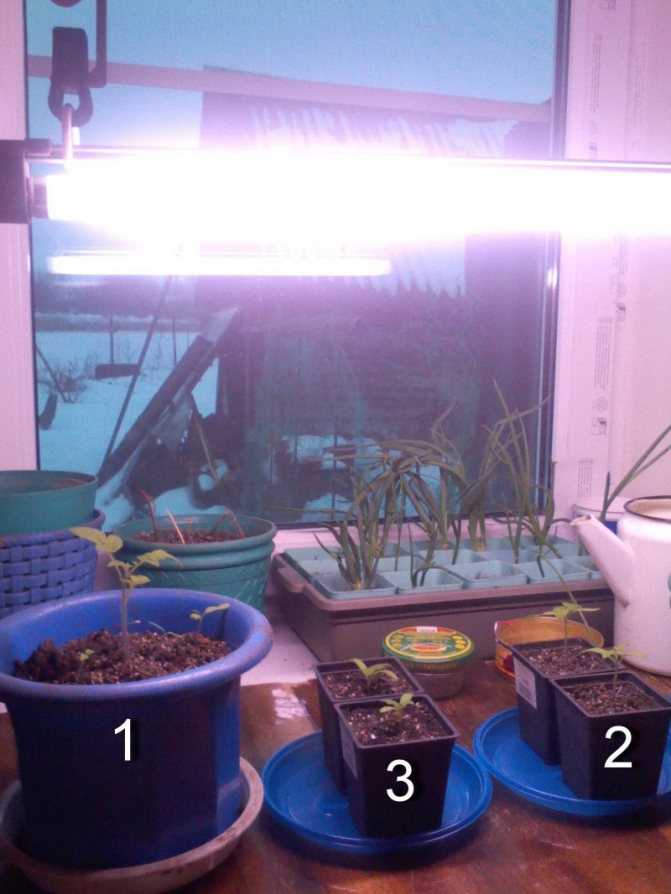 Лампы для выращивания и освещения растений: обзор!