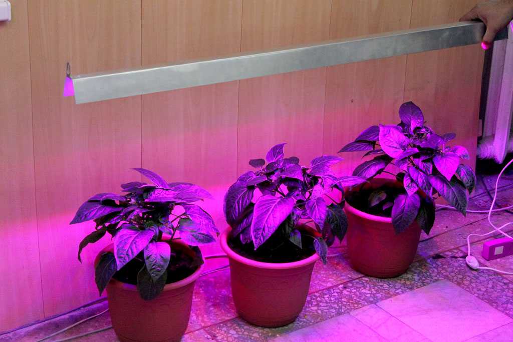 Светодиодные фитолампы для растений своими руками