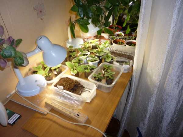 Лампы для растений (рассады)