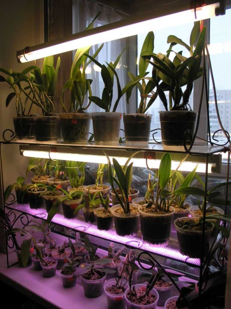 Лампы для растений (рассады)