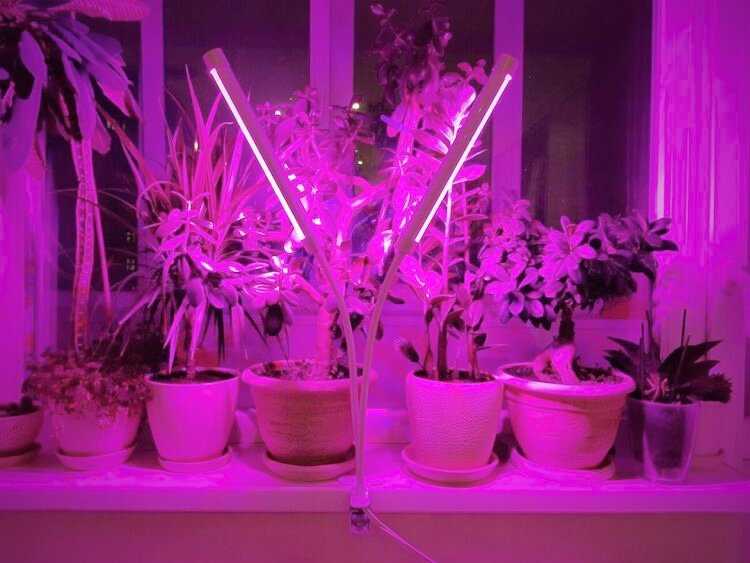 Как выбрать лампы для растений? какие фитолампы подойдут для комнатных цветов? тонкости выбора мощной лампы для орхидей и других растений. рейтинг лучших моделей