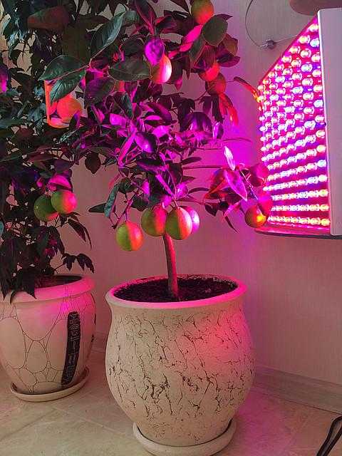 Светодиодные лампы для растений: как сделать своими руками, схема для теплицы, фото, видео