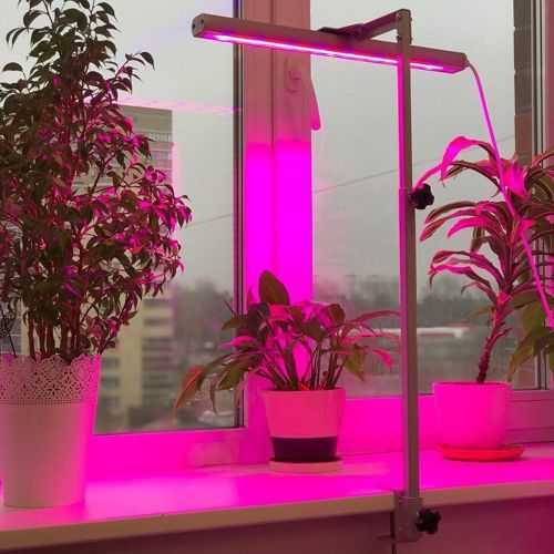 Применение, виды и характеристики ламп для комнатных растений
