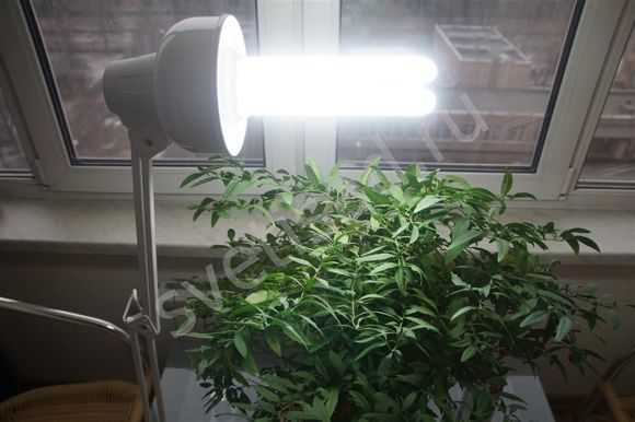 ЭСЛ лампы для растений – для чего они нужны Рассмотрим особенности ламп 150 и 250 Вт с маркировкой 2500К, 2700К и другие Выбираем наиболее подходящую энергосберегающую фитолампу для цветов Какие особенности применения таких ламп Советы по эксплуатации