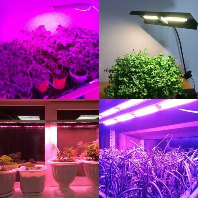 Люминесцентные лампы для растений: характеристика, выбор, рекомендации