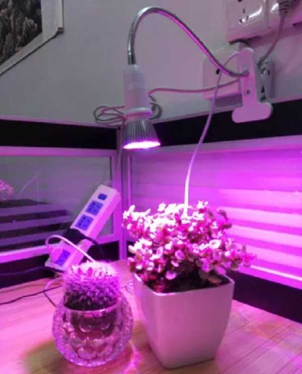 Фитолампы — светодиодные лампы для растений
