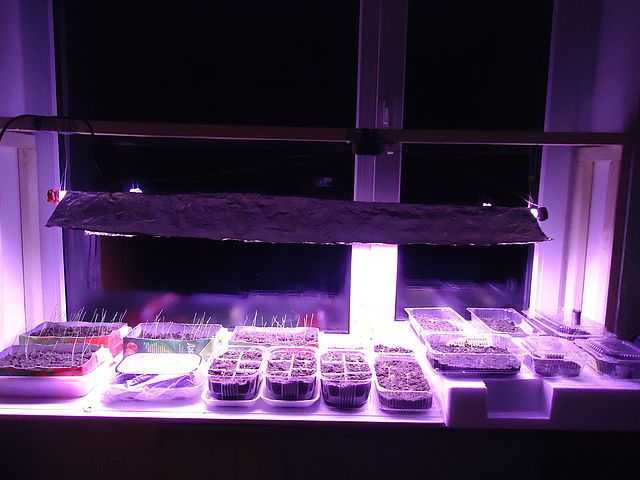 Люминесцентные лампы для растений (дневного света): подходит ли и как выбрать фитолампу для подсветки комнатных растений