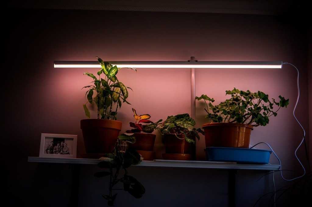 Как правильно выбрать лампы для выращивания растений?